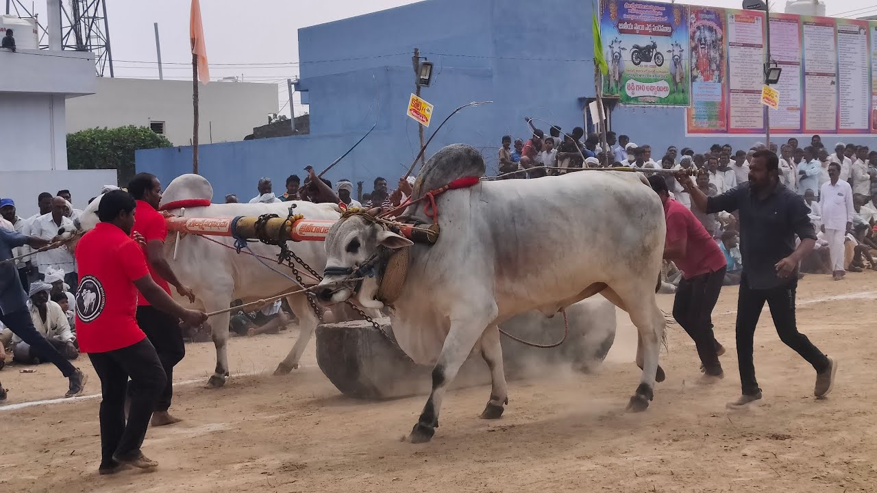 1జత (JR.అభయంత్-ఉగ్రతేజ) కాసన్నేని రాజా చౌదరి గారు+వల్లభనేని మోహన్ రావు గారు | మొర్జంపాడు సీనియర్స్