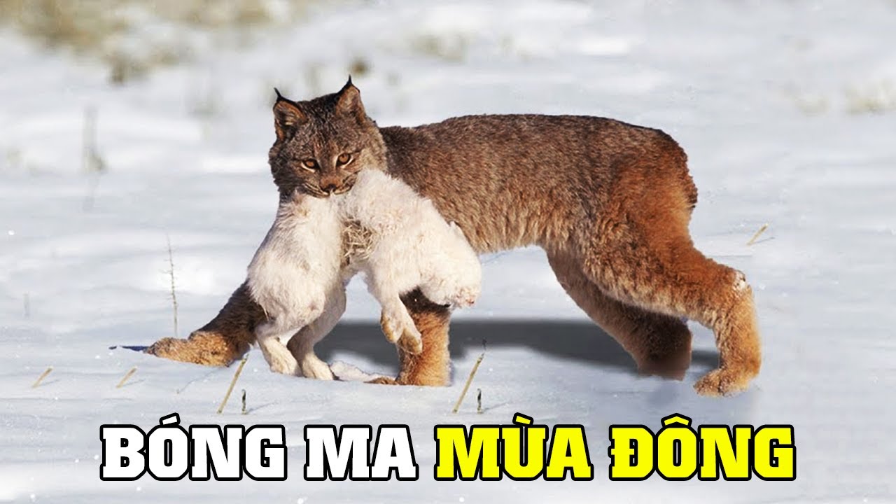 Linh Mi&ecirc;u Canada - B&oacute;ng Ma Của M&ugrave;a Đ&ocirc;ng | Kh&aacute;m Ph&aacute; Thế Giới Động Vật Hoang D&atilde;