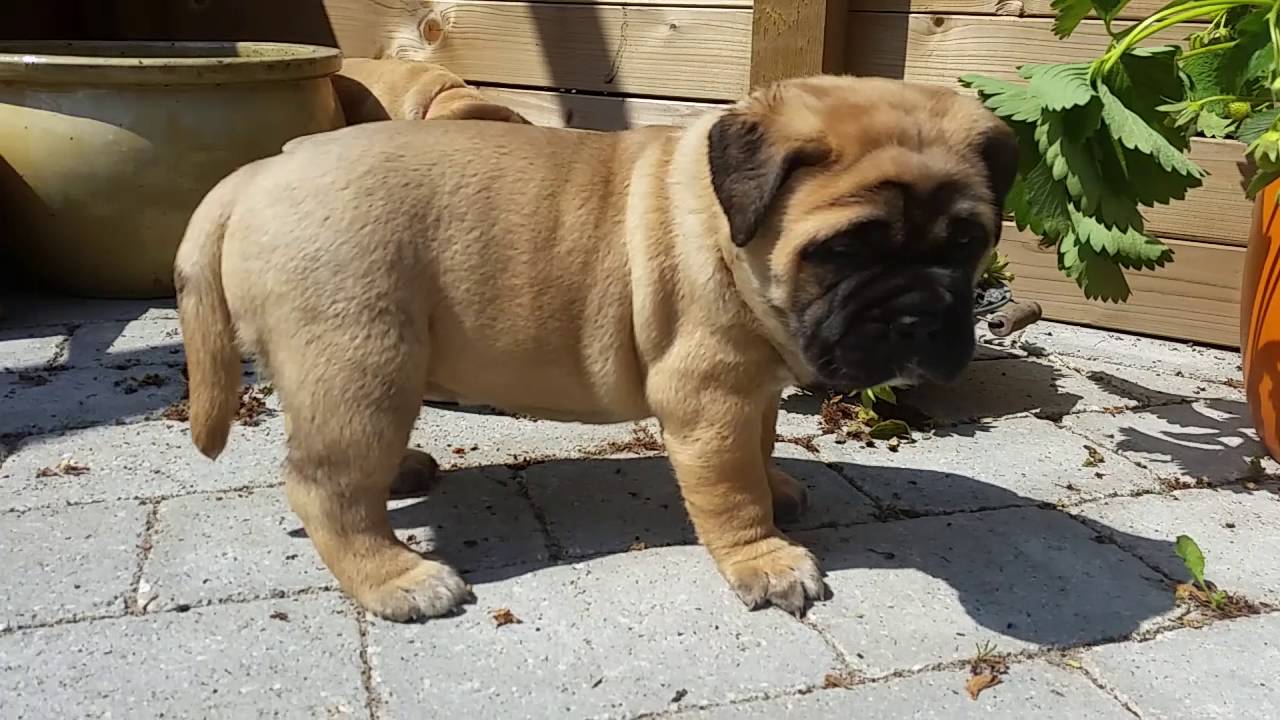 Bullmastiff puppies 5 weeks old