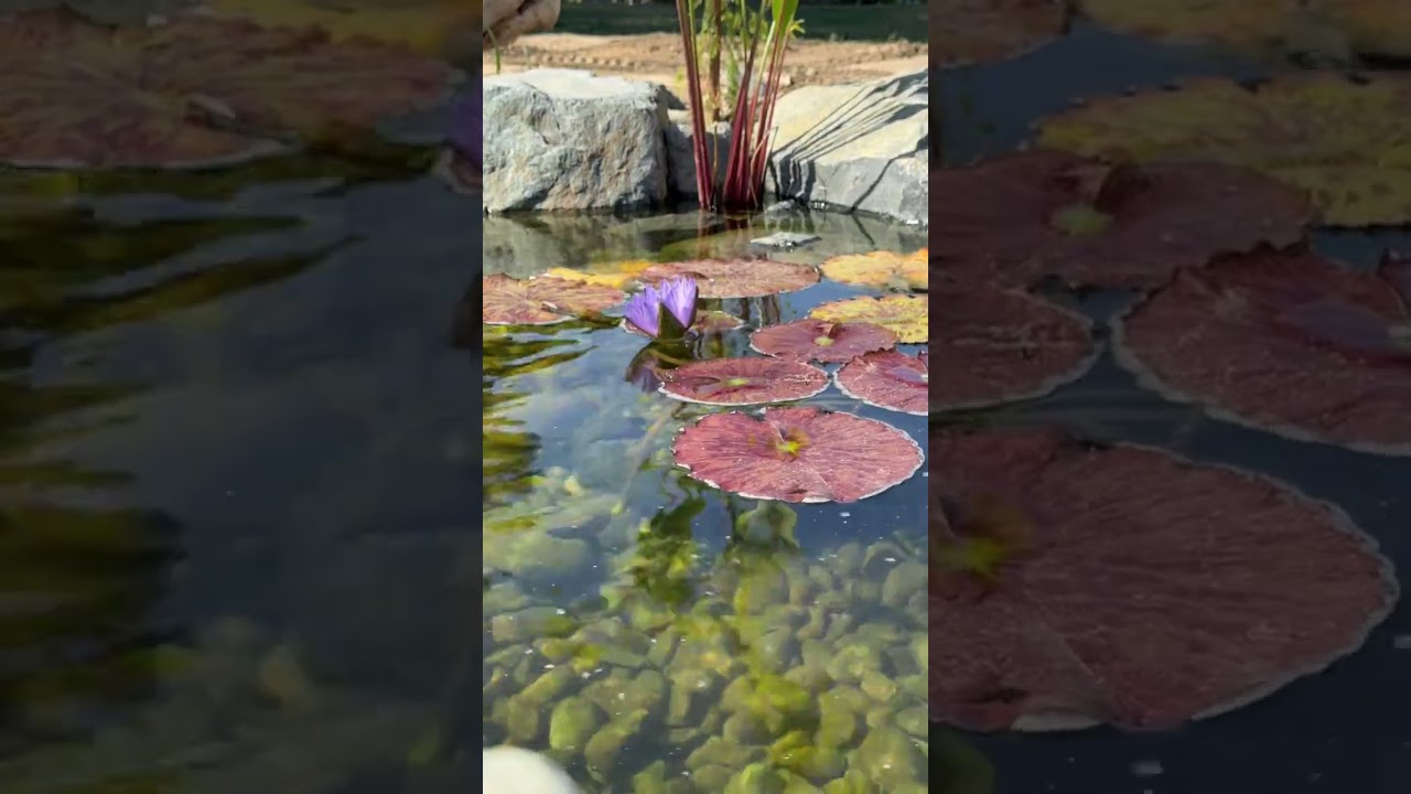 Waterfall Mountain - Time Lapse of a Lily Flower Opening #pondlily
