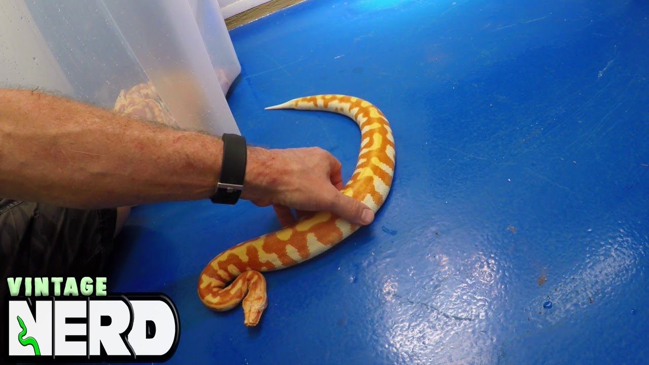 AWESOME Blood Pythons - Albino T NEGATIVES are just gorgeous!