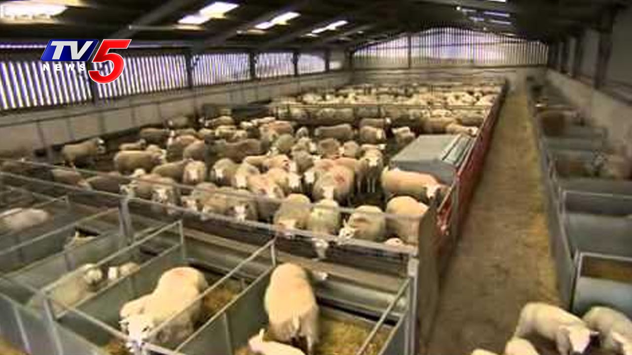 Intensive Sheep Farming In Khammam | Annapurna | TV5 News