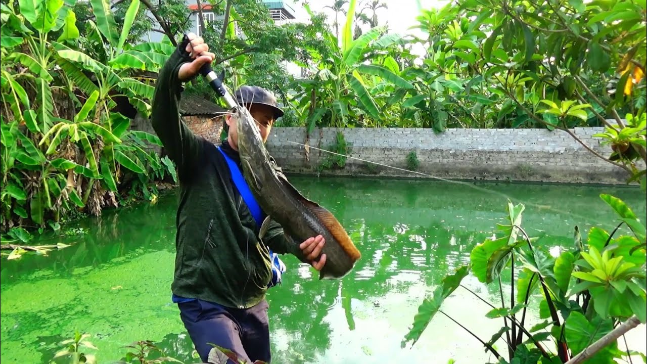 Cận Cảnh Câu Cá Trê Khủng Đầm Nước Cạn | Thú Vui Câu Cá