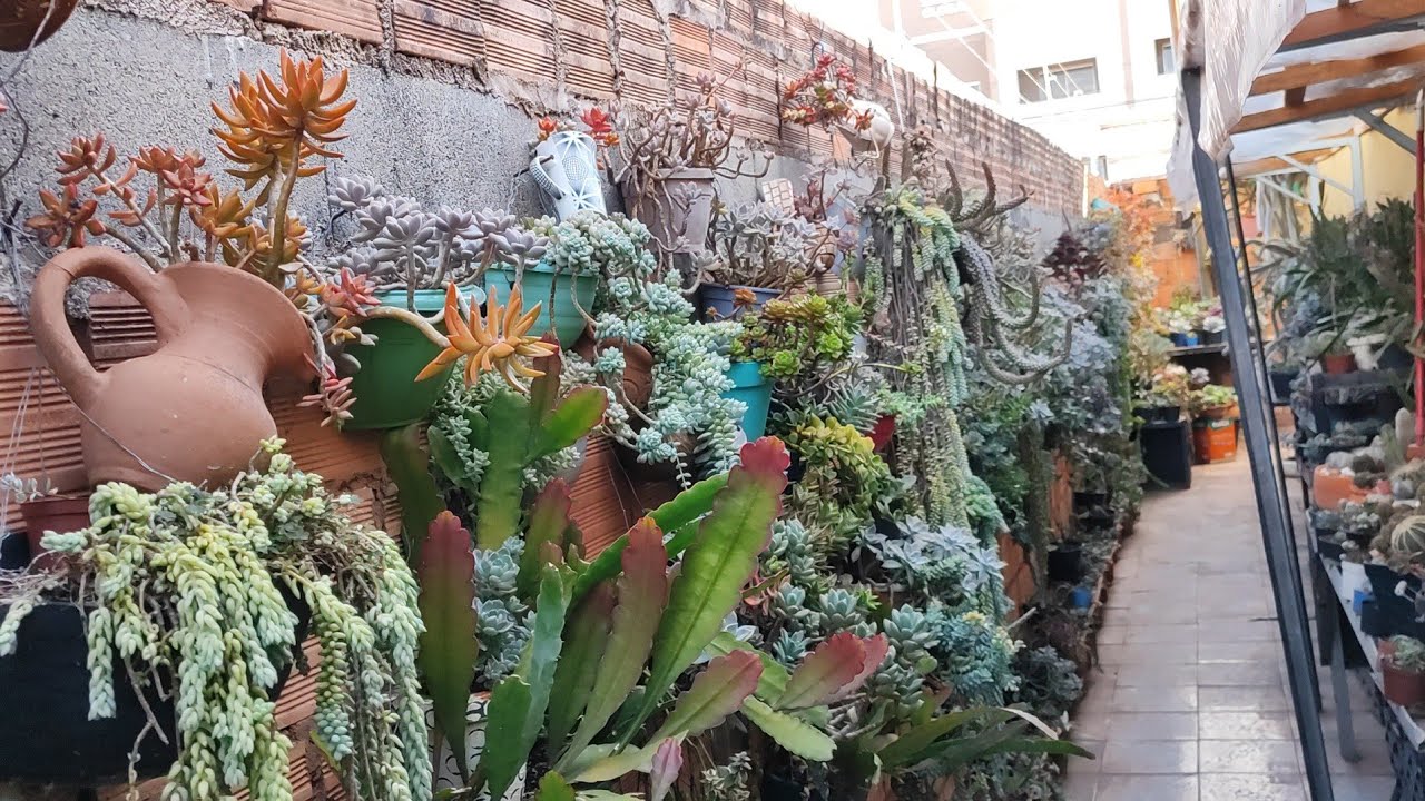 tour  corredor de suculentas atualização e mais p/1...🌵🌺🌿🍀