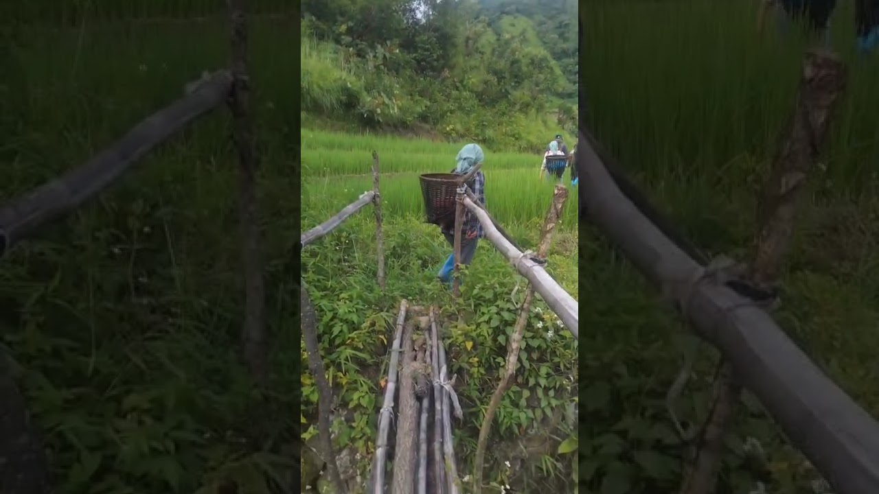 Poumai Naga tribe. Liyai khullen village. Searching Deutsi after transplantation fields work. 