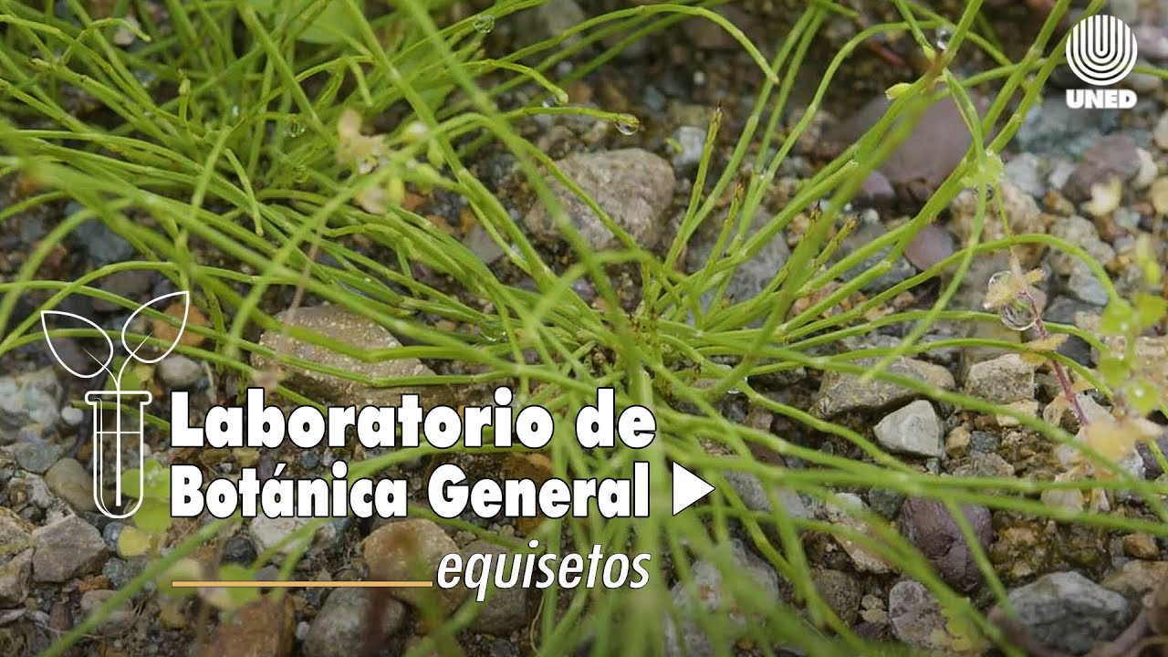 Capítulo 4 - Equisetum