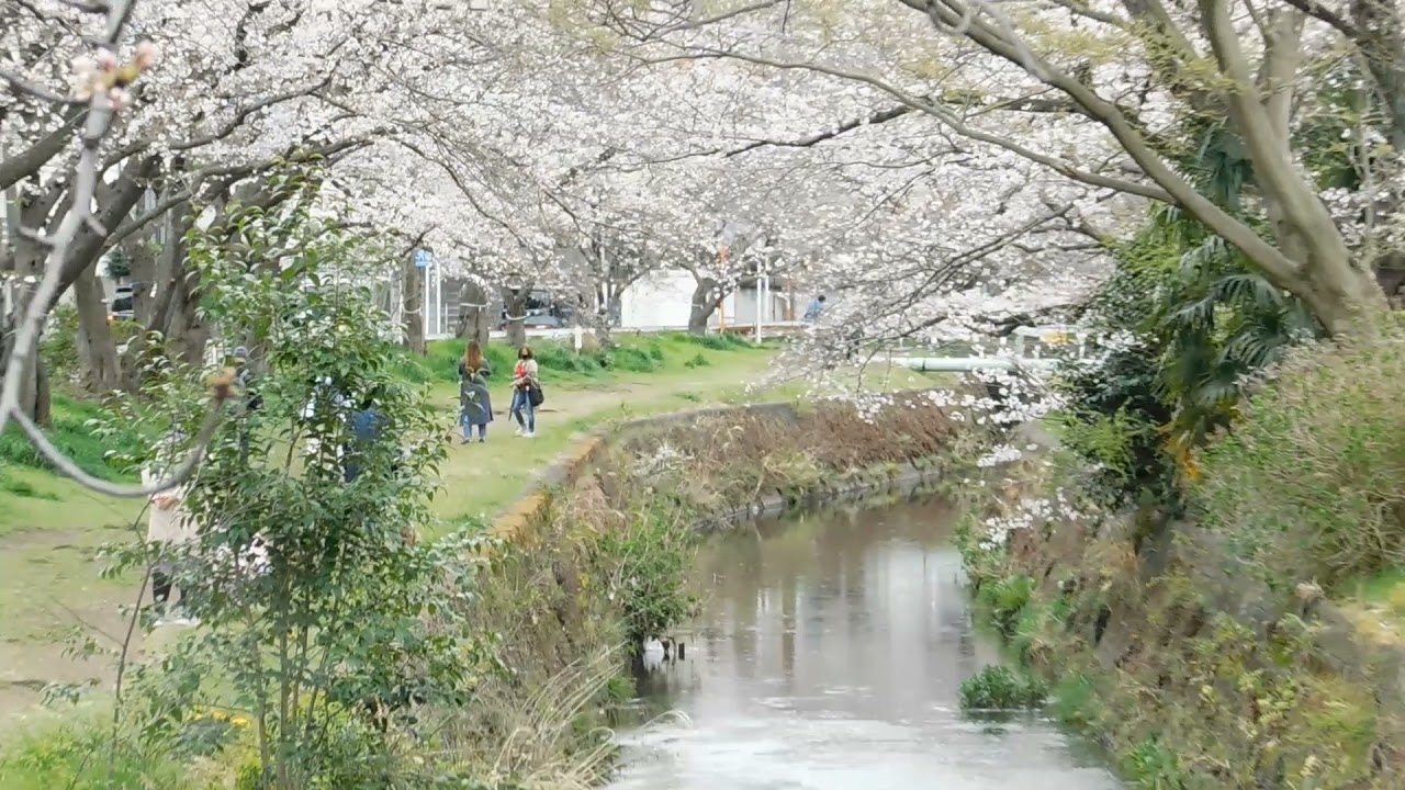 2021 3 25 桜が丘千本桜（引地川）