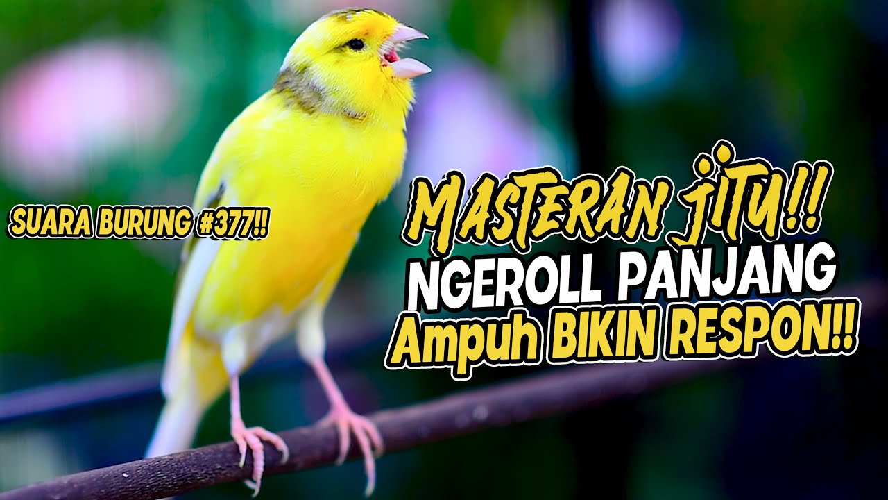 SUARA BURUNG |377| Kenari GACOR PANJANG INI Cocok untuk Masteran KENARI PAUD dan Kenari Macet BUNYI