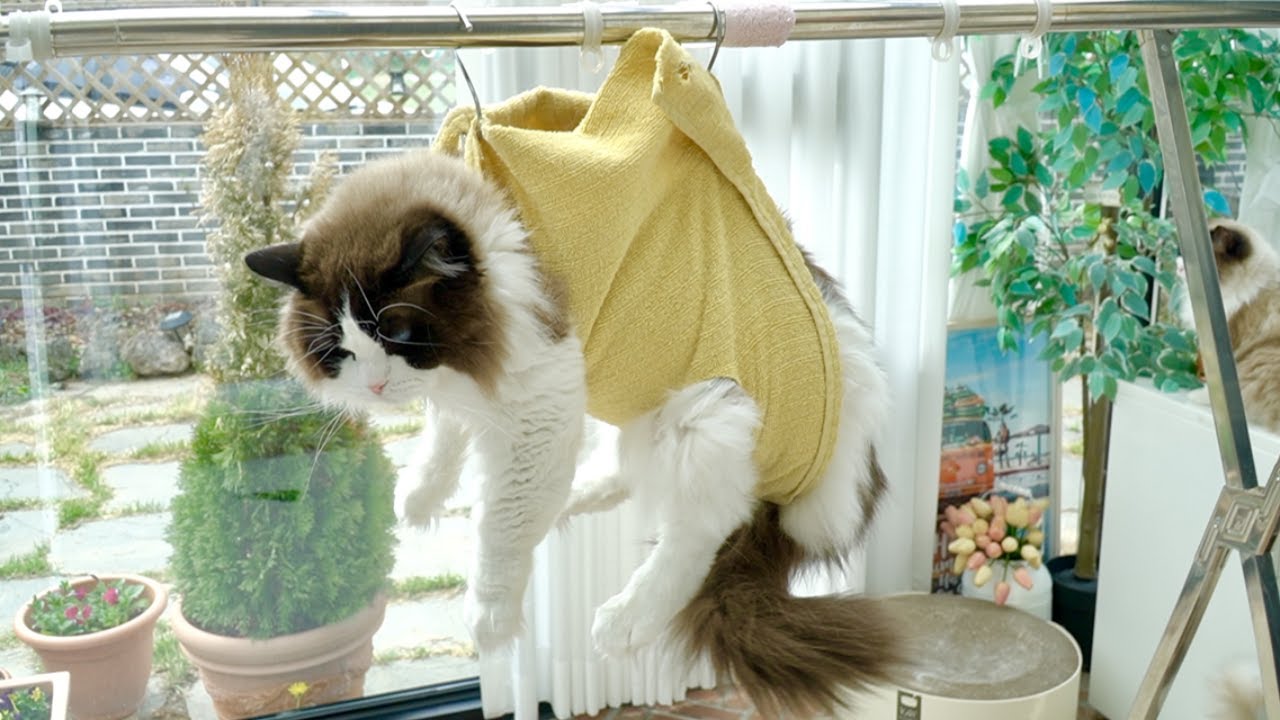 이상한 데서 편안함을 느끼는 고양이