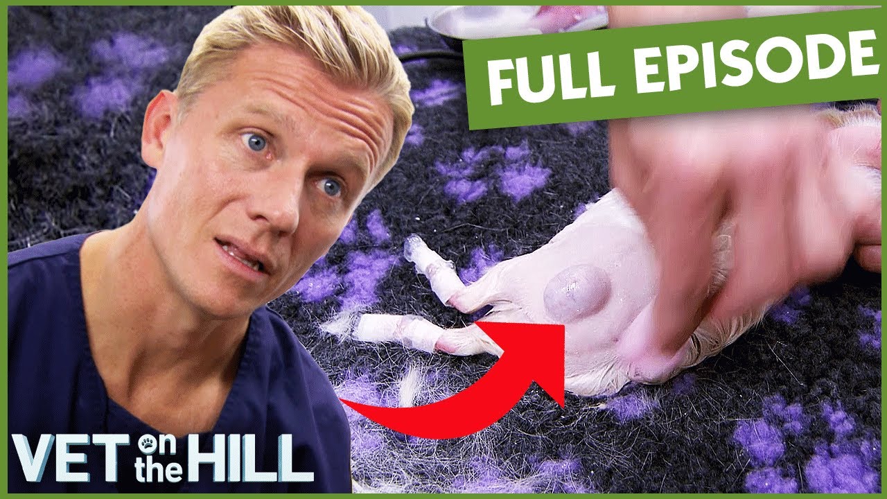 Huge Lump Removed From Guinea Pig | Full Episode | Vet On The Hill