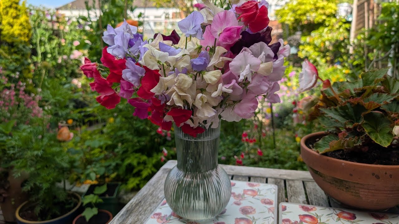 РОЗОМАНЫ? Тогда вам нужен и душистый горошек! Советы по выращиванию и лучшие сорта.