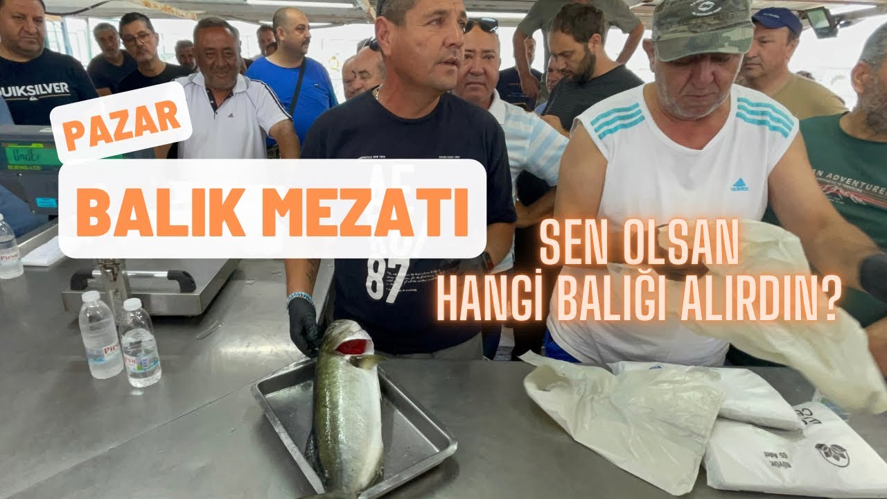Çipura artışlarına şok olacaksınız, levrekler ucuza gitti gibi 09.06.2024 #balık #mezat #balıkmezatı