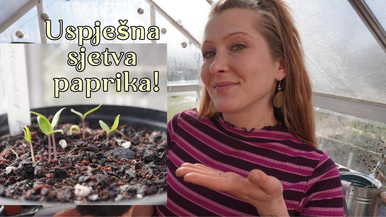 Sjetva paprika nikad uspješnija – ovo moraš isprobati! Provjereno i učinkovito🌱🫑