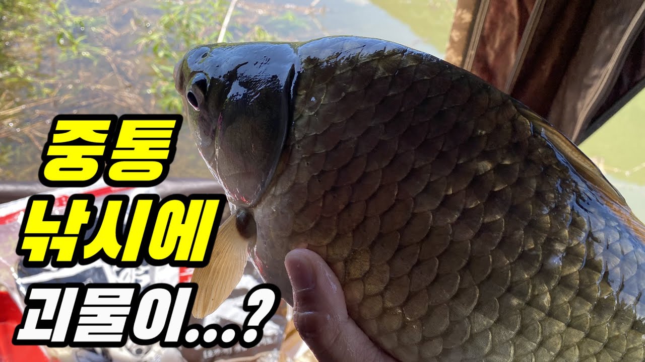 (SUB) 중통(외통) 낚시에 나타난 그 놈....../붕어낚시/중층낚시/내림낚시  carp fishing へらぶな