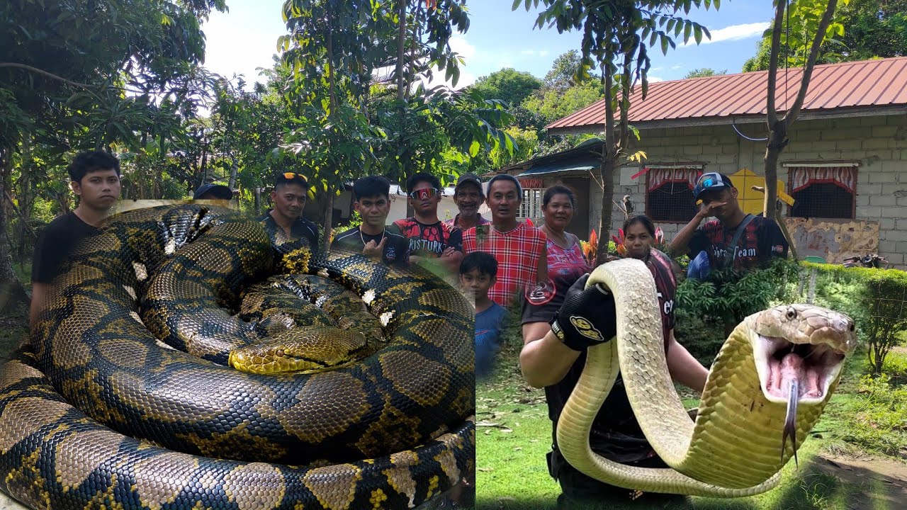 ANG DAMBUHALANG KUMAGAT KAY COBRA  PRINCE #cobraprince