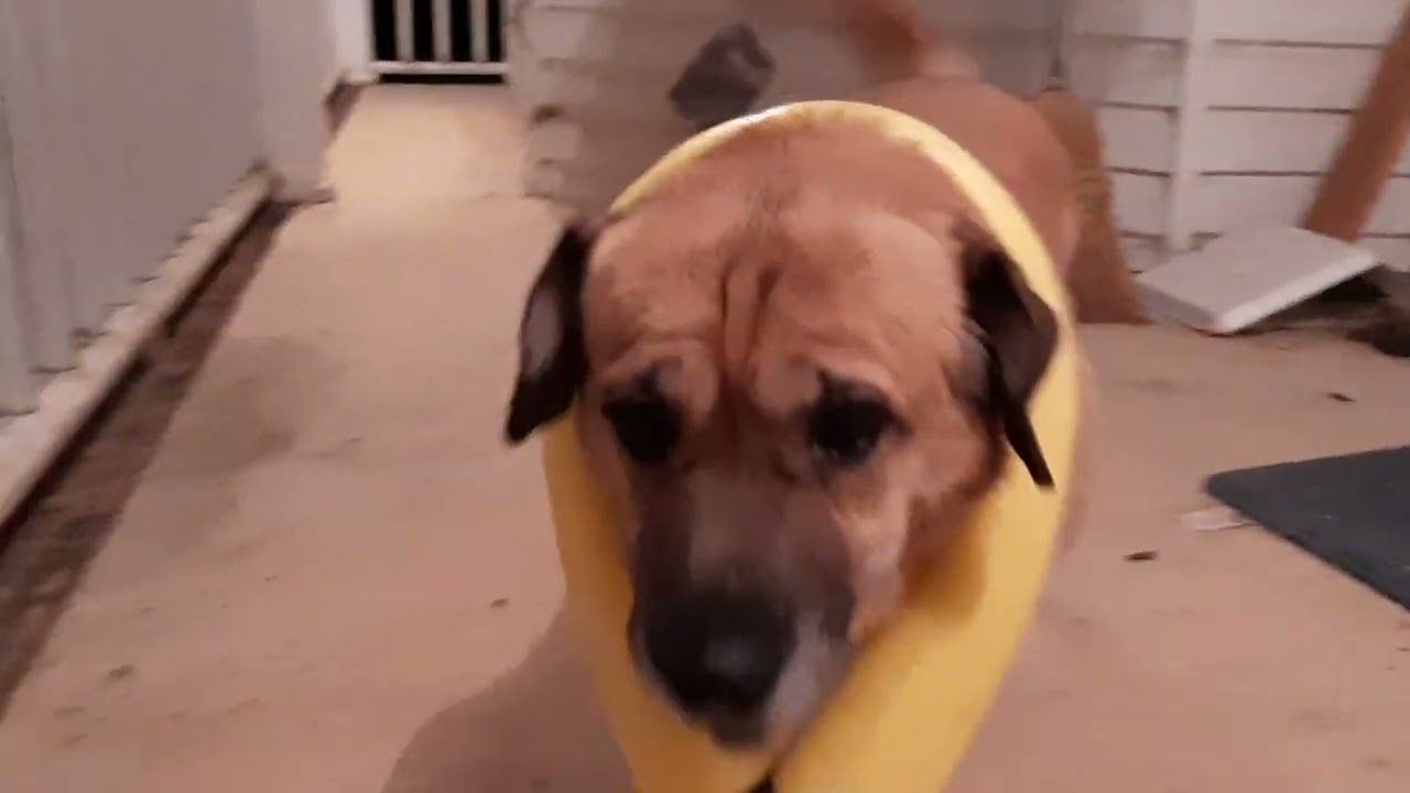 Porky Wears a Pool Noodle (cone alternative)