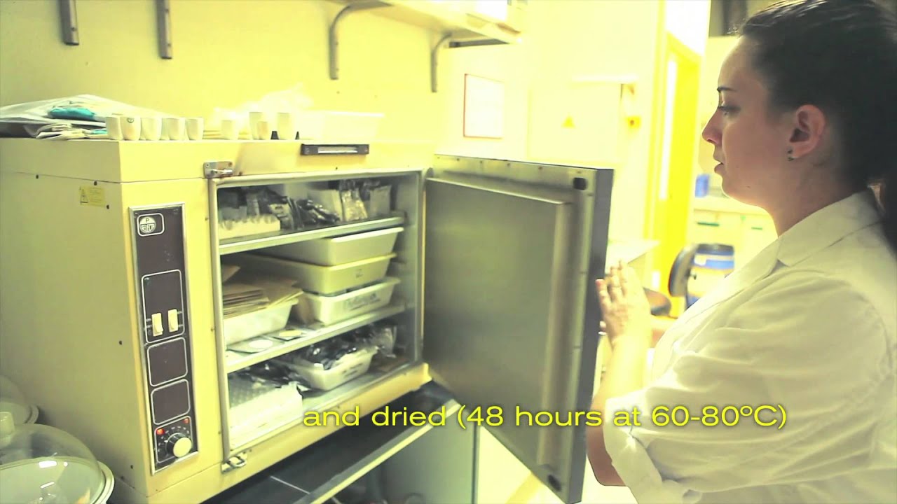 Processing plant biomass samples