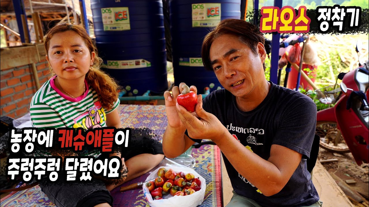 ep402 상큼하고 떨떠름한 '캐슈애플' 주스, 맛있어요