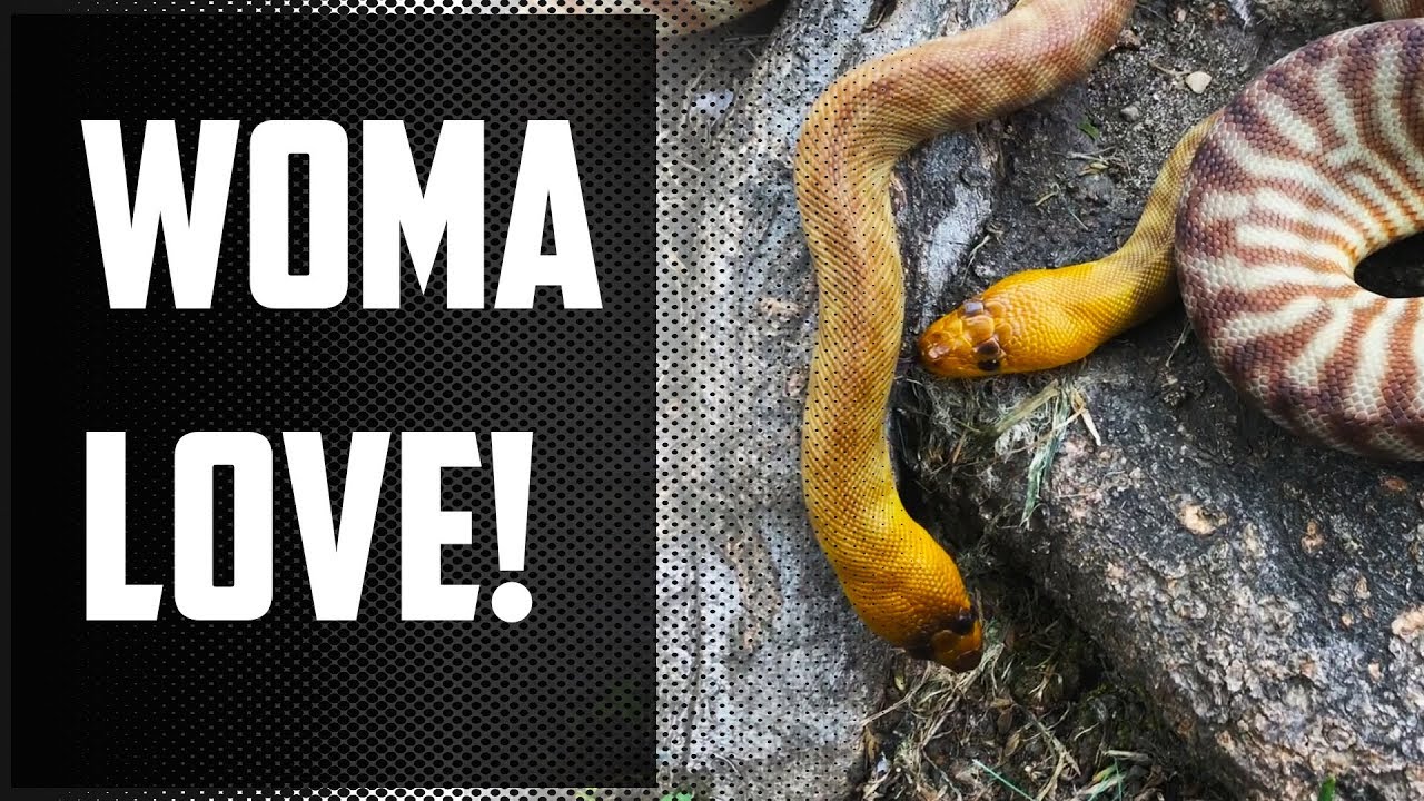 Episode 50 - Woma Pythons! Khal and Khaleesi