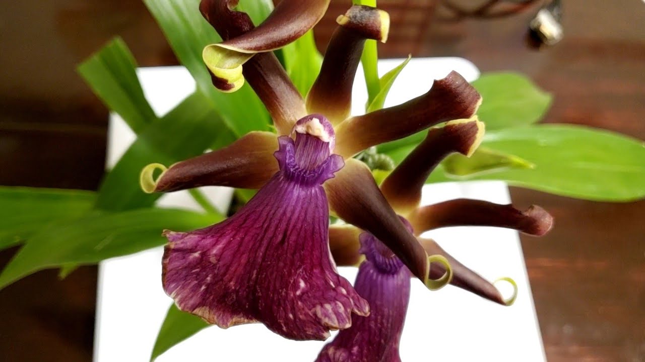 新买的紫香兰有一个球茎完全烂掉了， 打开摘掉换成盆栽土 Zygopetalum Rhein Moonlight