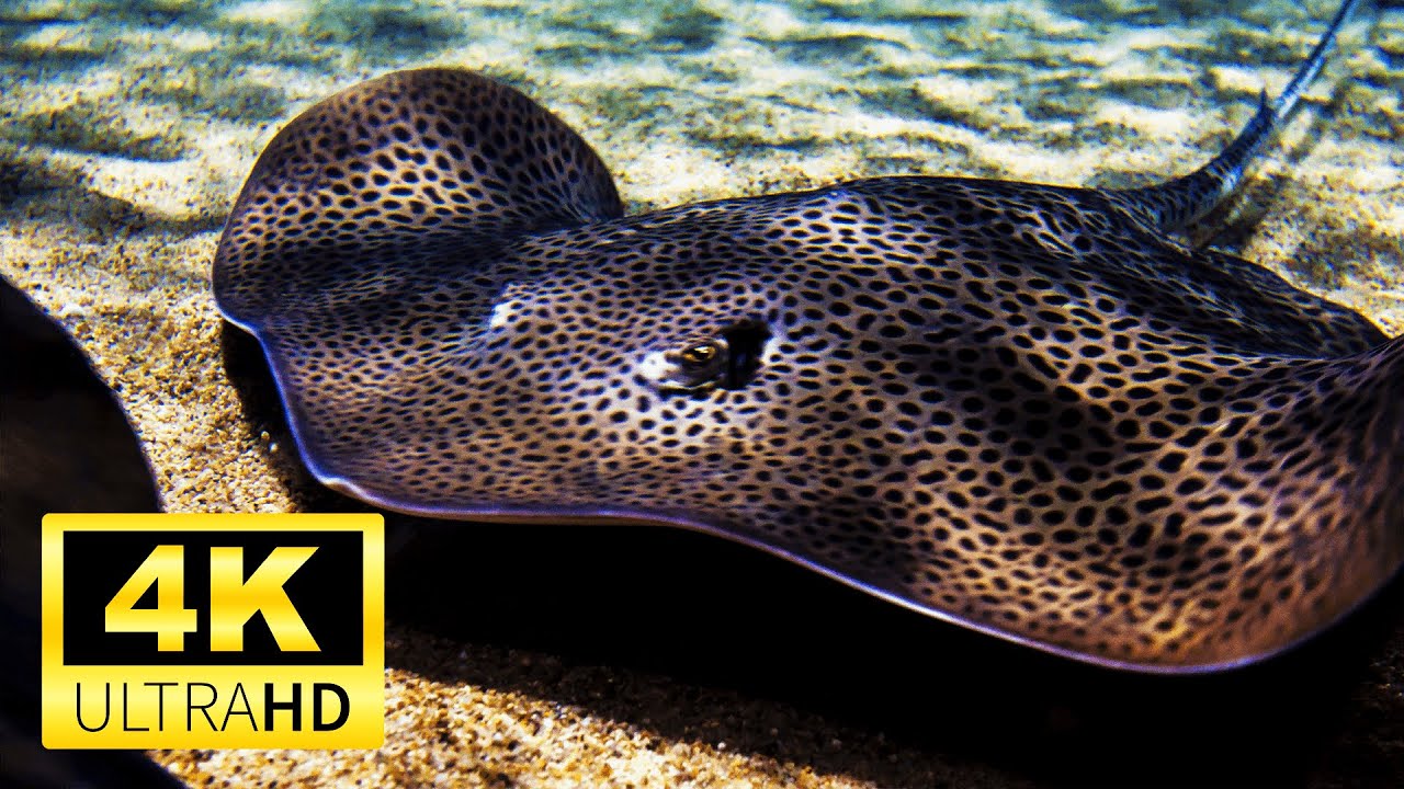 Exploring the Wilderness World: Stingray | Wild Animals in 4K ULTRA HD | Relaxing Animals Sound