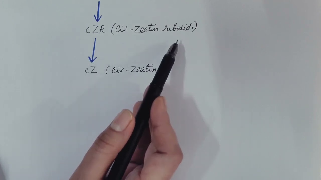 Cytokinin Plant Hormone. Plant Physiology.