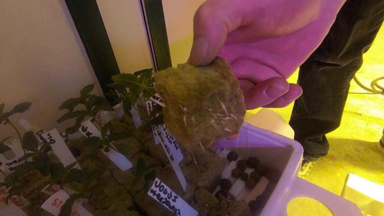 Deep Water Culture/Hydroponics/ NEW METHOD SAVE MONEY AND GAIN TIME!