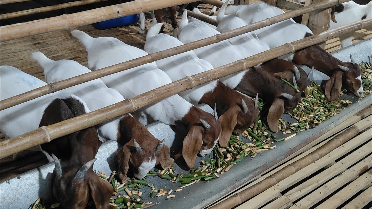 Mùng 8, dê bin lùn giá bình dân tại Đồng Nai 0367450742