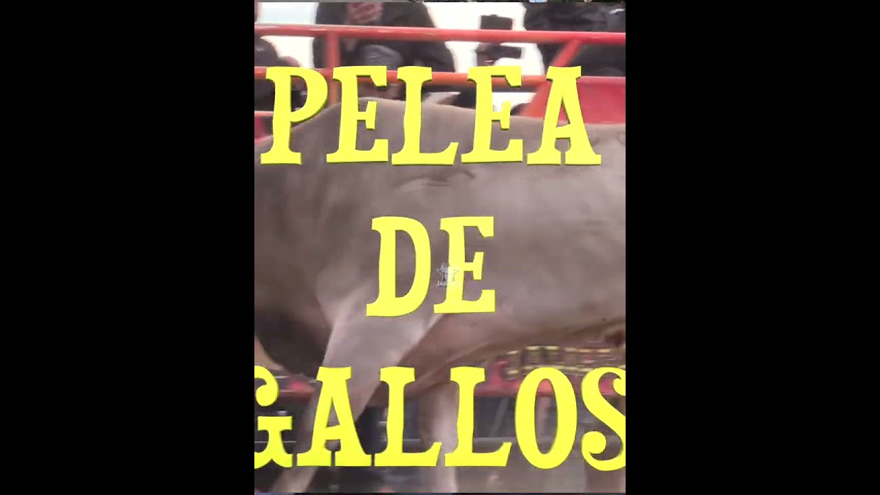 AARON ORTIZ THE FAREWELL