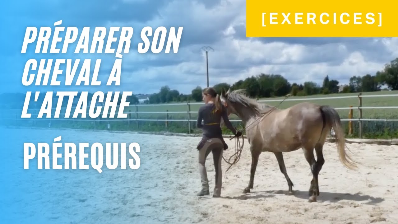 [Exercice] - Préparer son cheval à l'attache, prérequis