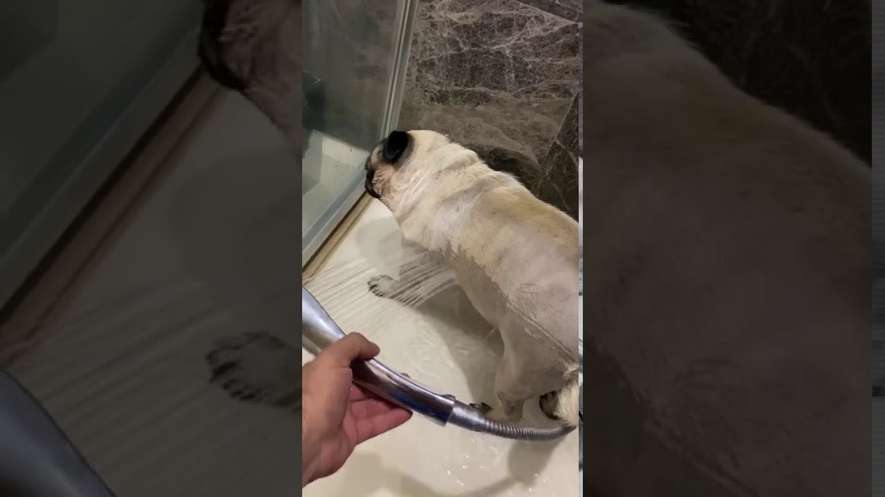 Тяжело смотреть!!! Как справиться с припадками у домашних животных!!! Энцефалит мопса Тайсона!!!