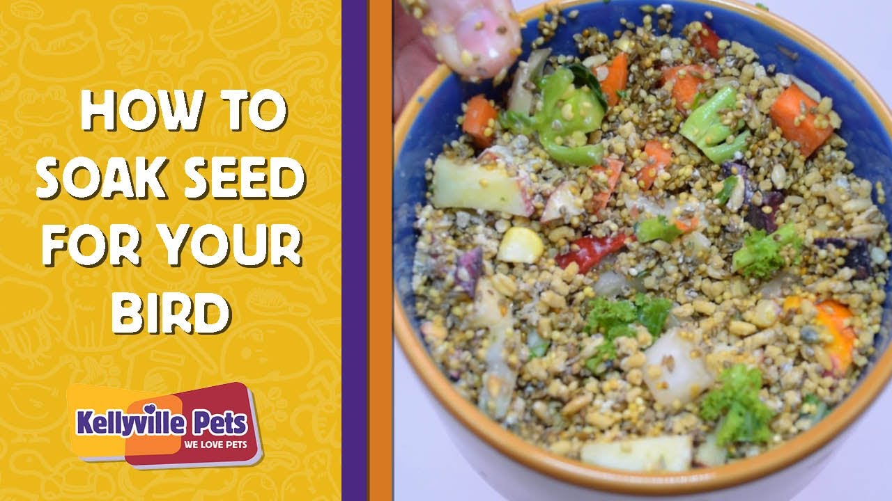 How to Soak Seed for your Bird