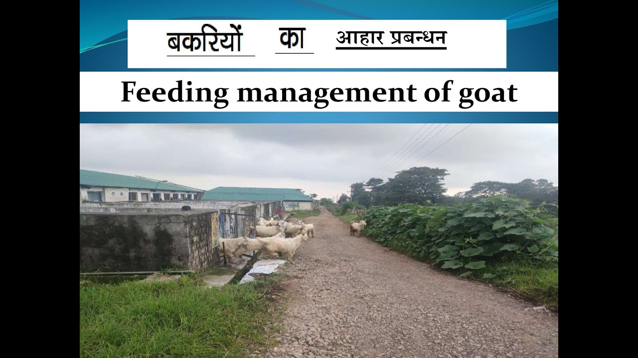 Feeding management of goat/ बकरियों का आहार प्रबन्धन
