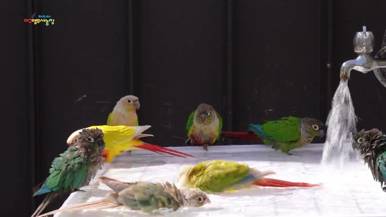 9월인데 덥다고 하루종일 물놀이하는 코뉴어앵무새들 #parrot #birds #conure