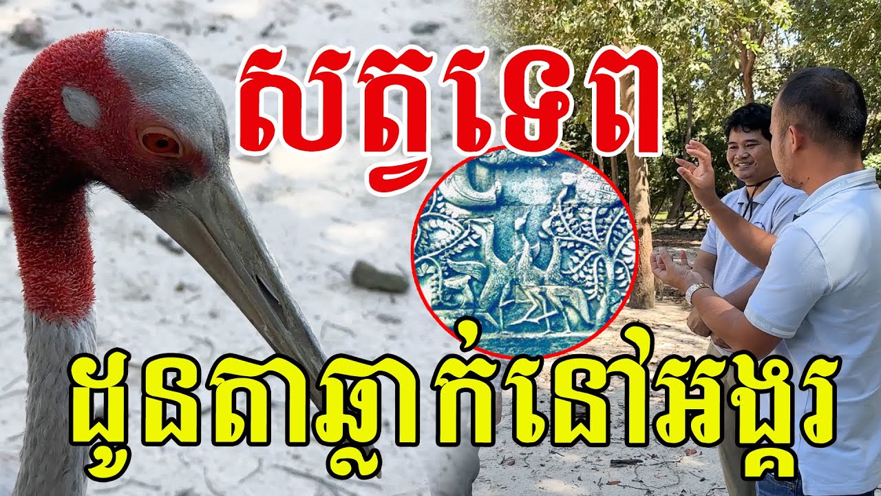 សត្វទេព​ ឬក្រៀលកម្រឃេីញណាស់​ ពិតជាស្អាតមែន