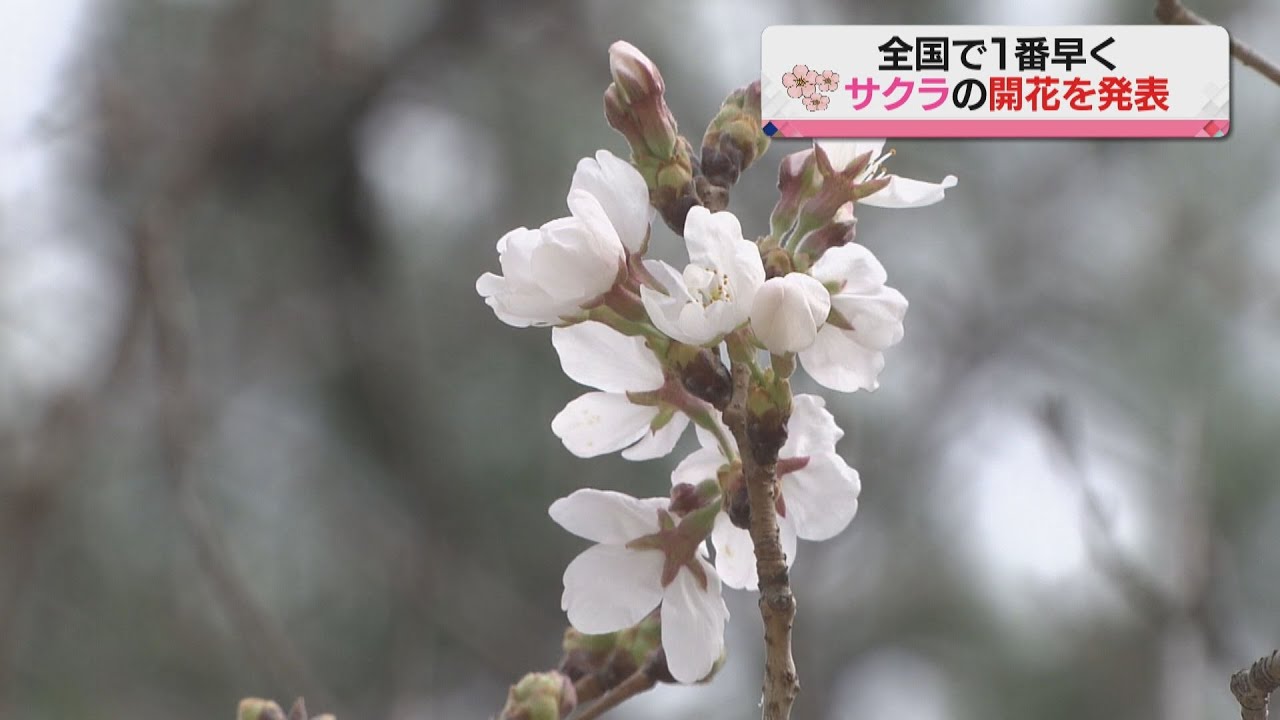 【全国トップで開花宣言】2021桜・ソメイヨシノ【広島・縮景園】