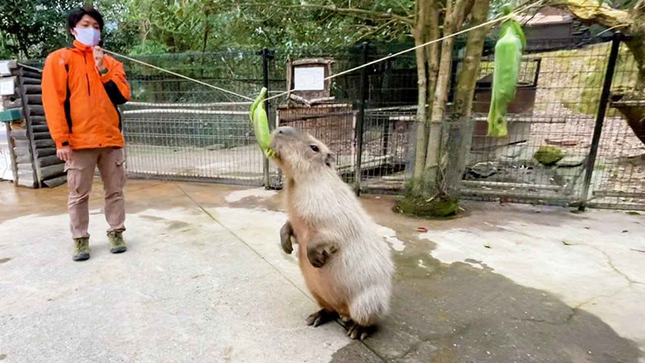 もしもエサが高い所にあったら・・・ Can capybara stand up?