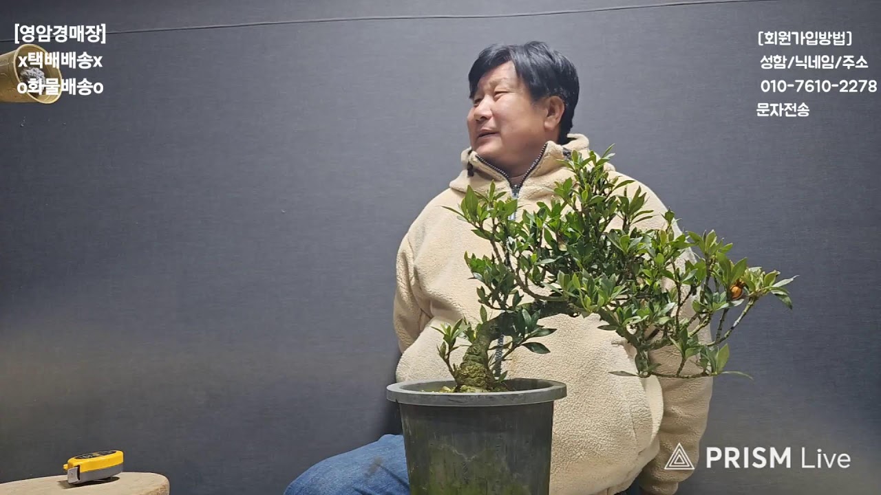 🌲영암분재경매장🌲 2026년 01월 22일 목요일  010-7610-2278 3시경매합니다