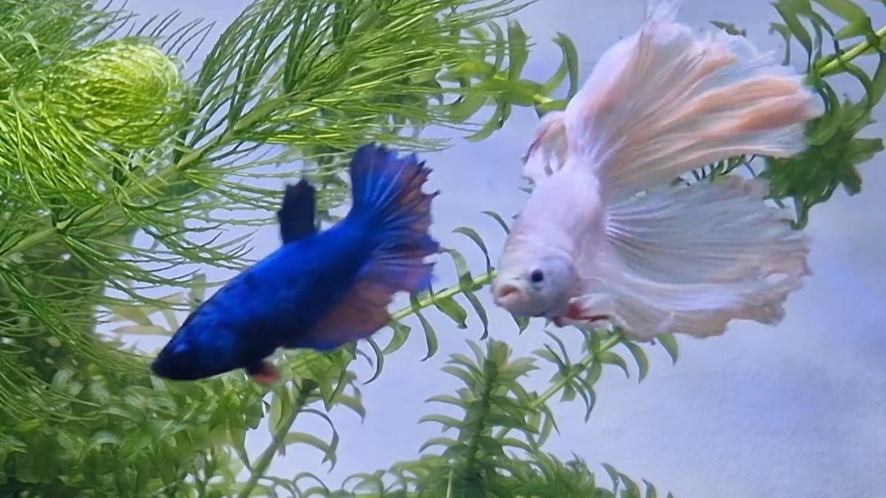 Betta fish breeding FAIL / Aggressive female
