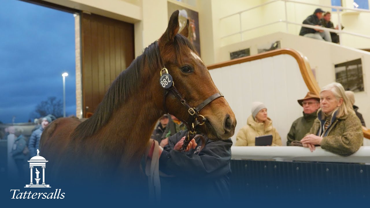 Tattersalls December Foal Sale 2025 Day 3 Review
