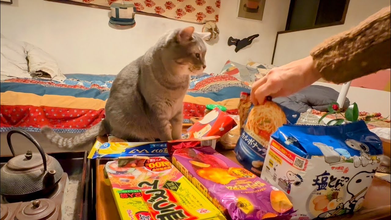 午後に@府馬聡美 さんからたくさんの贈り物が届き..  お昼寝から目が覚めておばあちゃんと一緒にボクのはあるかなと興味津々に.. 早速晩ごはんに色々食べて満足した猫・・・