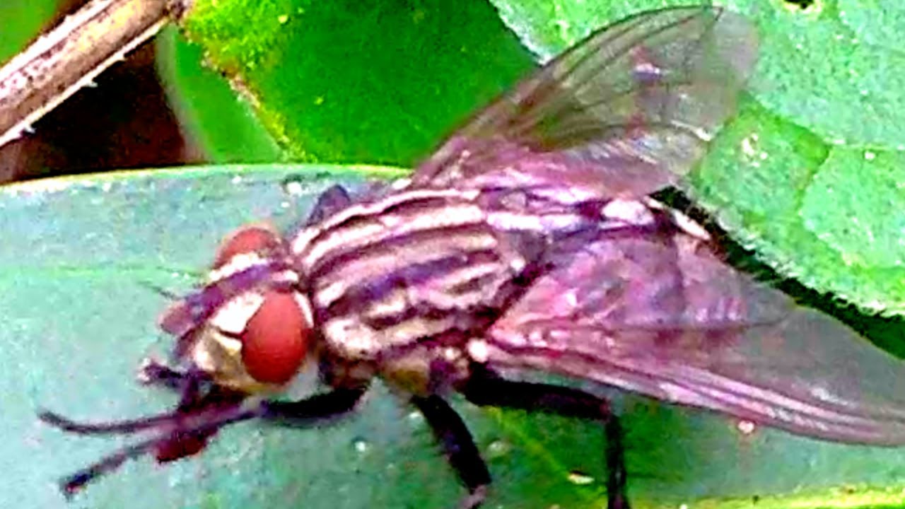 Pied Beauty