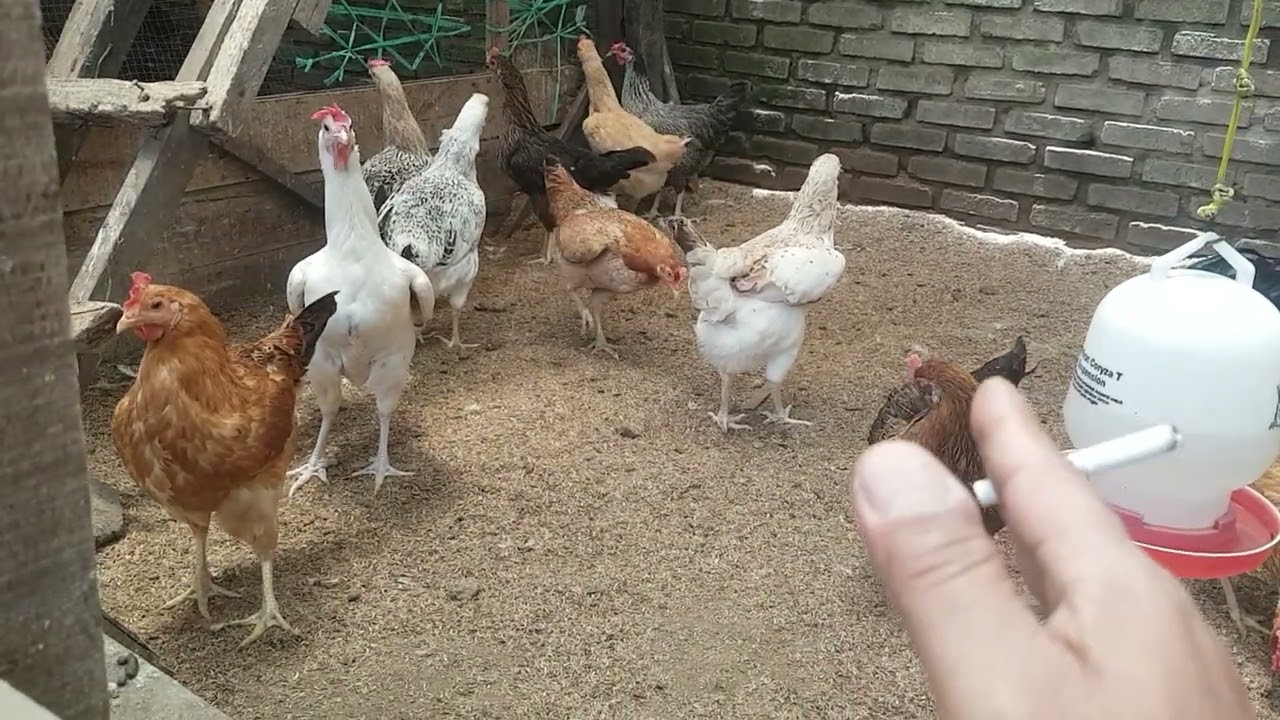 1 JANTAN 10 BETINA UNTUK 1 KANDANG !!!!