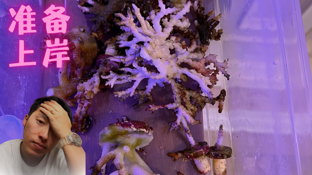 硬骨珊瑚集体死亡，是时候说再见了