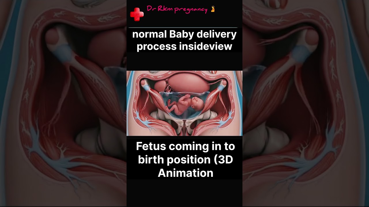 normal Baby delivery process insideview