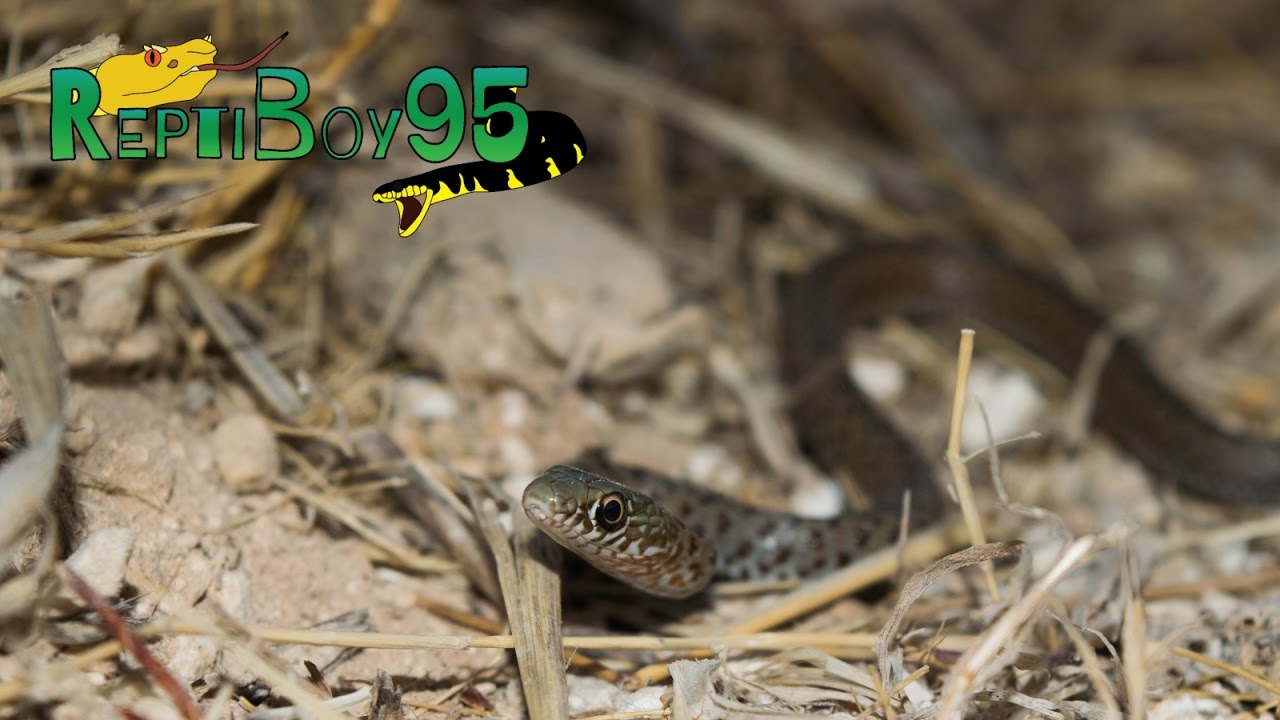 Cyprus Herping - Summer 2016
