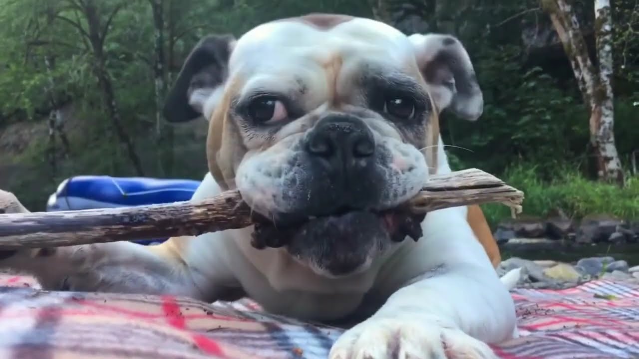 Música Instrumental Suave para Mascotas y sus Dueños | Perritos y Gatitos Felices 🎸🎹