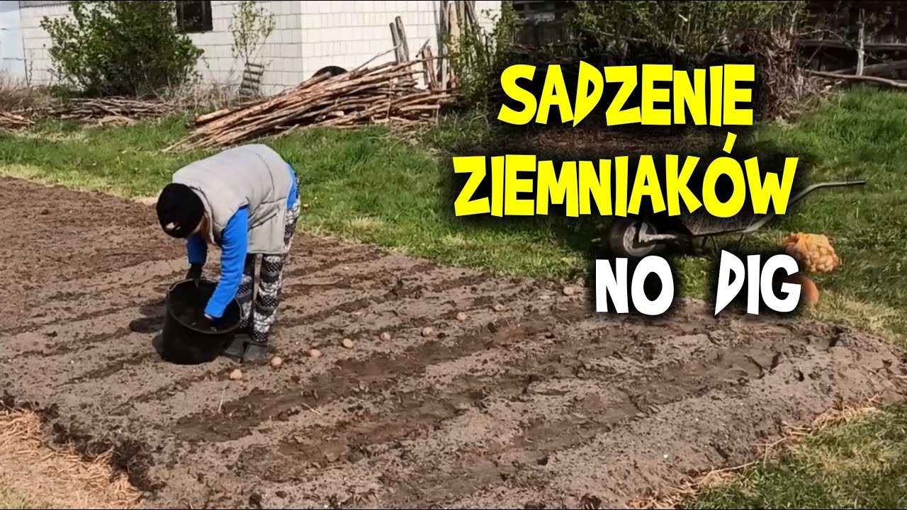 SADZENIE ZIEMNIAKÓW bez kopania, nowe pole metodą NO DIG