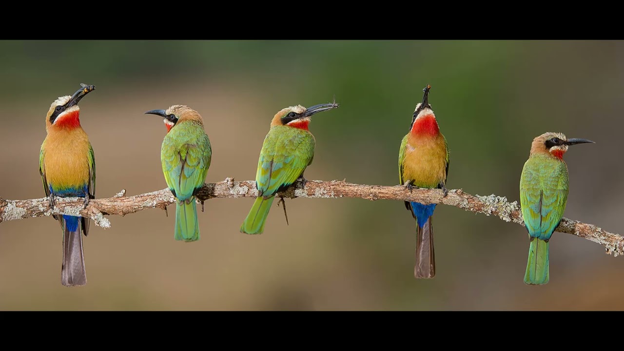 Arı Kuşu Kovucu(Bee Eater Repellent)-(18 dk-18 min)
