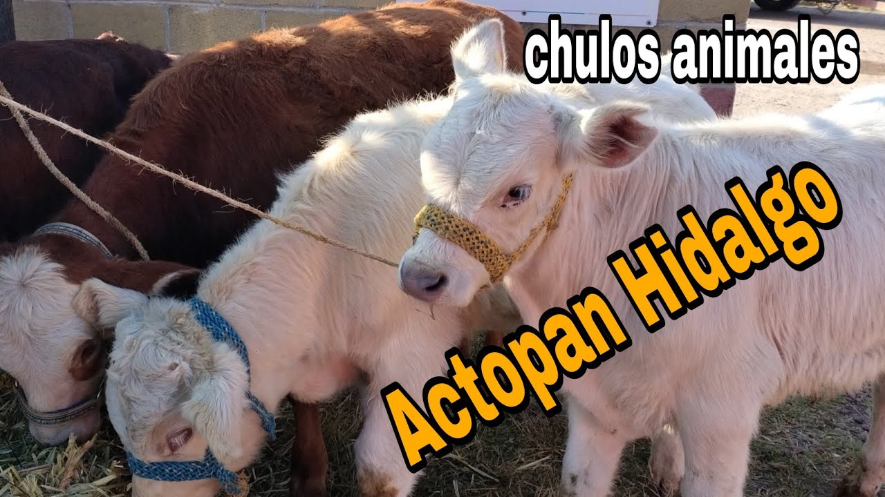Actopan Hidalgo / ombligo  de semana 